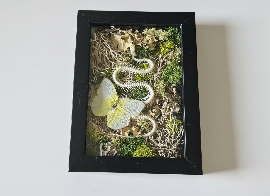 Snake skeleton and real butterfly preserved moss wall art in a 6x8 black frame. Mixed-media nature artwork blending preserved moss, insects, and skeletal forms.