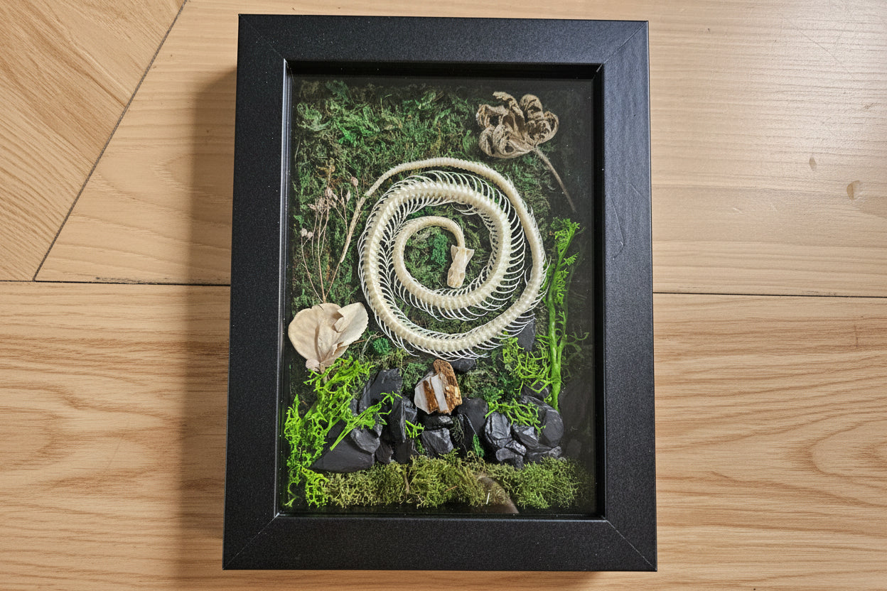 Serpent Spiral is a preserved moss art piece featuring a real spiral snake skeleton—symbolizing rebirth, nature’s cycles, and organic beauty in a 6"x8" frame.