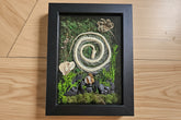 Serpent Spiral is a preserved moss art piece featuring a real spiral snake skeleton—symbolizing rebirth, nature’s cycles, and organic beauty in a 6"x8" frame.