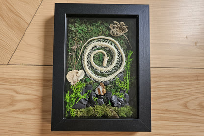 Serpent Spiral is a preserved moss art piece featuring a real spiral snake skeleton—symbolizing rebirth, nature’s cycles, and organic beauty in a 6"x8" frame.