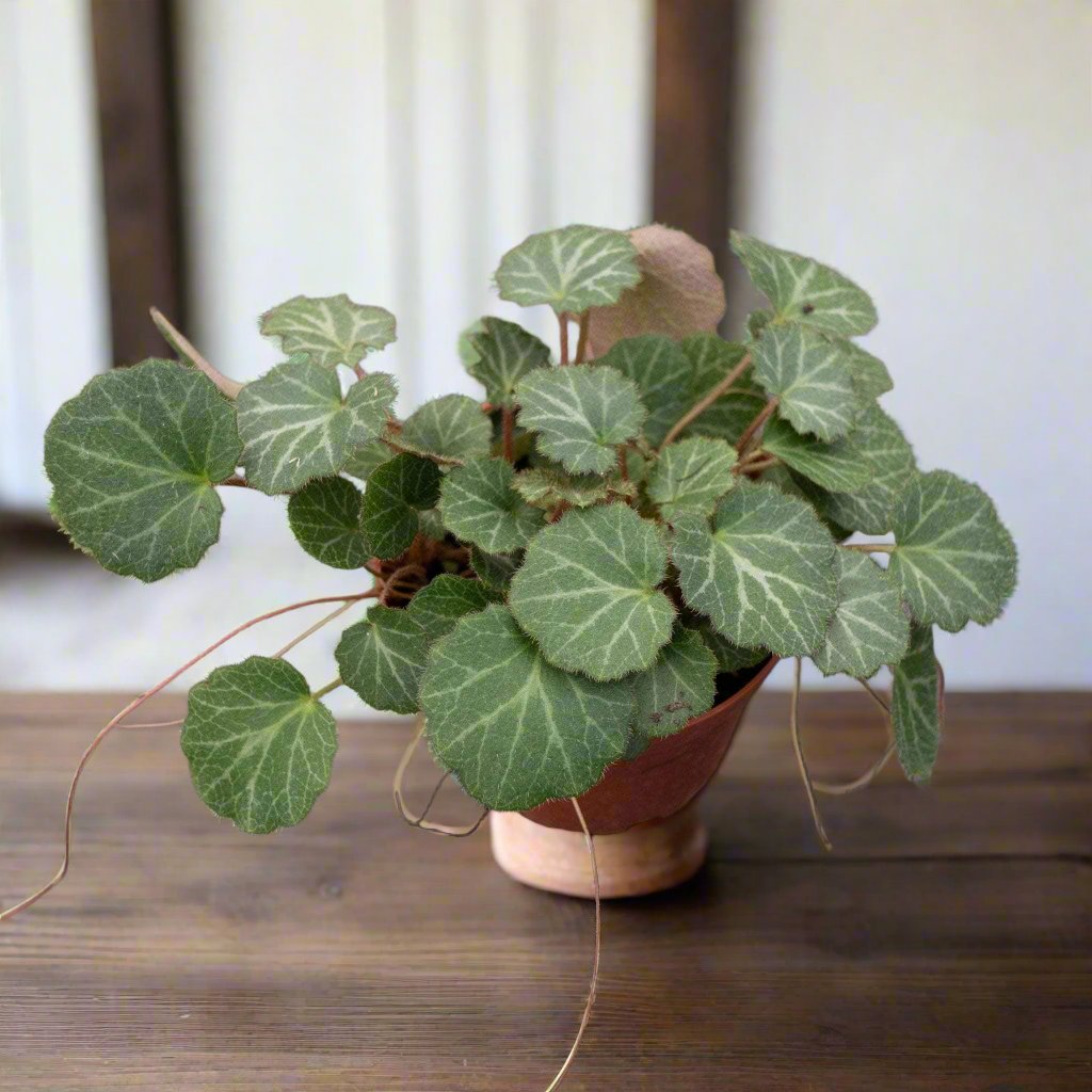 Saxifraga stolonifera "Strawberry Begonia" features velvety green leaves with silver veins, purple undersides, and cascading runners resembling strawberry plants. Non-toxic