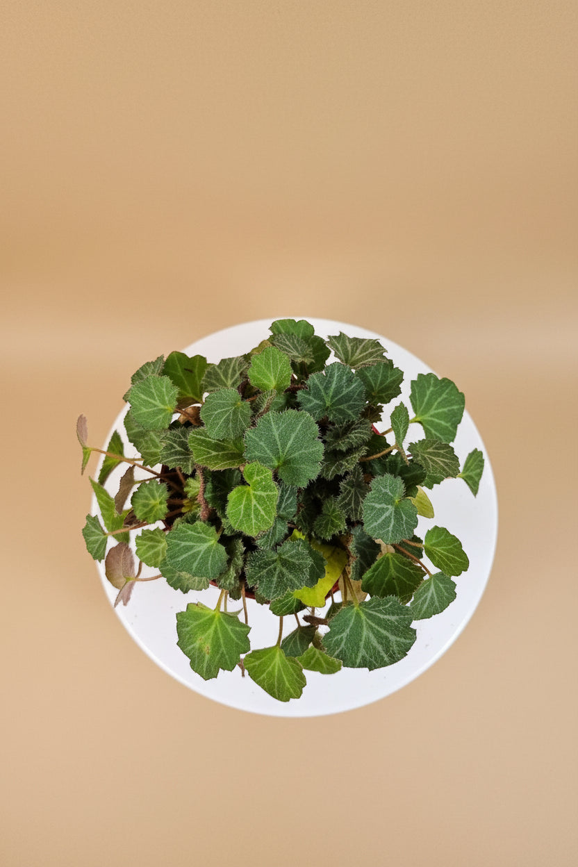 Saxifraga stolonifera "Strawberry Begonia" features velvety green leaves with silver veins, purple undersides, and cascading runners resembling strawberry plants. Non-toxic