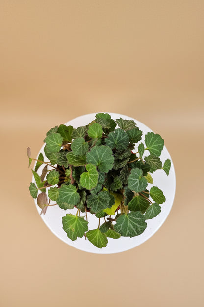Saxifraga stolonifera "Strawberry Begonia" features velvety green leaves with silver veins, purple undersides, and cascading runners resembling strawberry plants. Non-toxic
