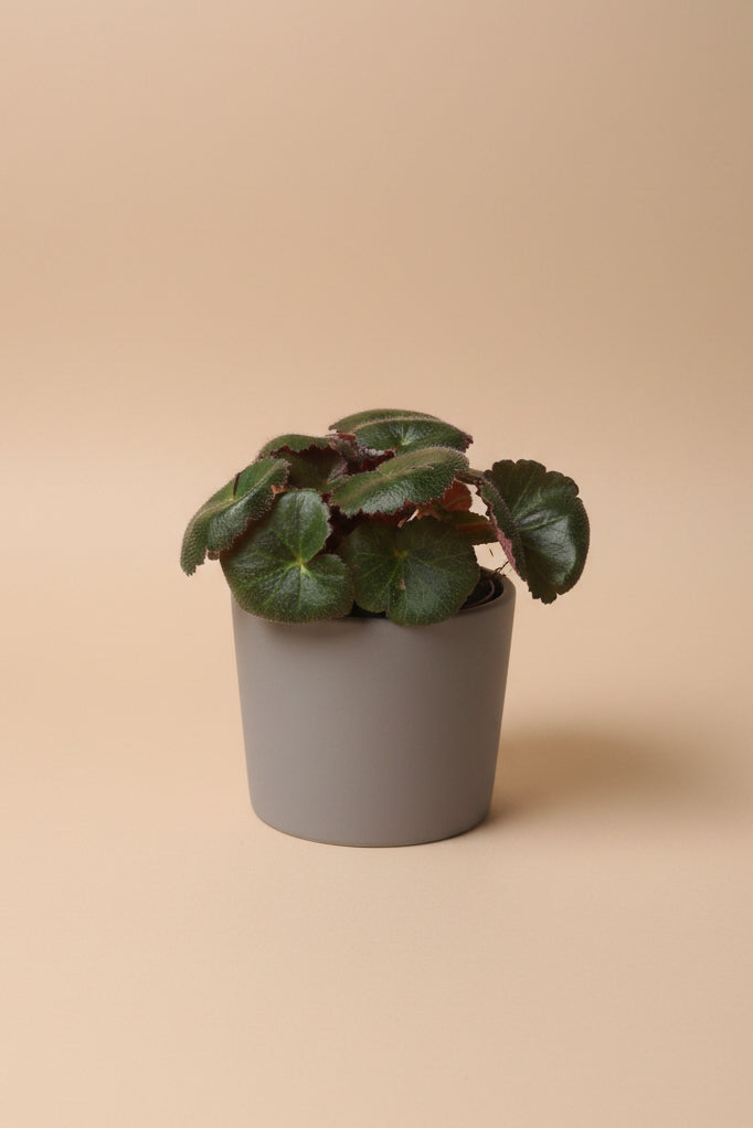 Saxifraga stolonifera "Strawberry Begonia" features velvety green leaves with silver veins, purple undersides, and cascading runners resembling strawberry plants. Non-toxic