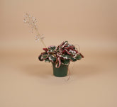 Saxifraga stolonifera "Strawberry Begonia" features velvety green leaves with silver veins, purple undersides, and cascading runners resembling strawberry plants
