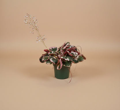 Saxifraga stolonifera "Strawberry Begonia" features velvety green leaves with silver veins, purple undersides, and cascading runners resembling strawberry plants