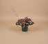 Saxifraga stolonifera "Strawberry Begonia" features velvety green leaves with silver veins, purple undersides, and cascading runners resembling strawberry plants