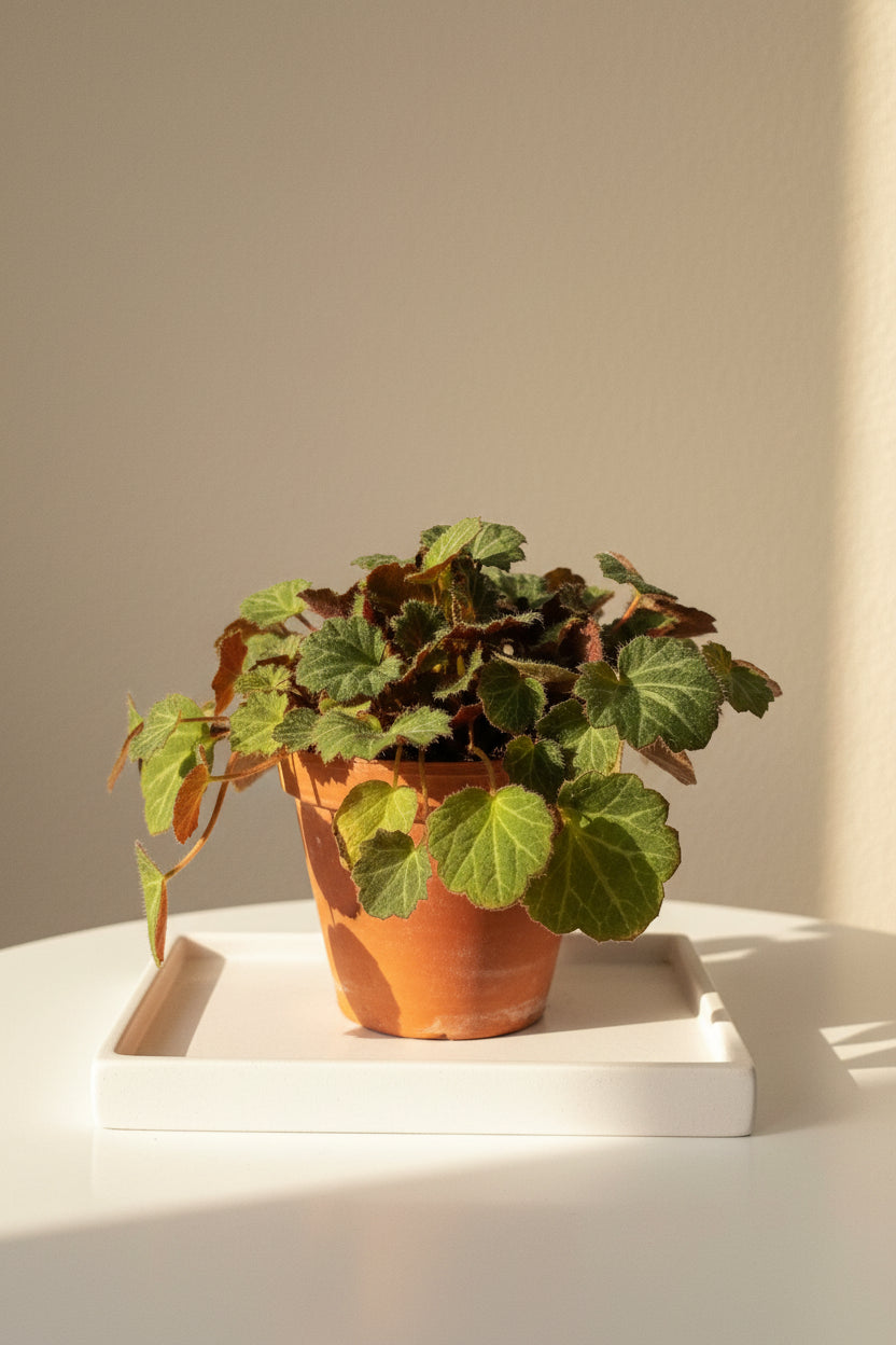 Saxifraga stolonifera "Strawberry Begonia" features velvety green leaves with silver veins, purple undersides, and cascading runners resembling strawberry plants. Non-toxic