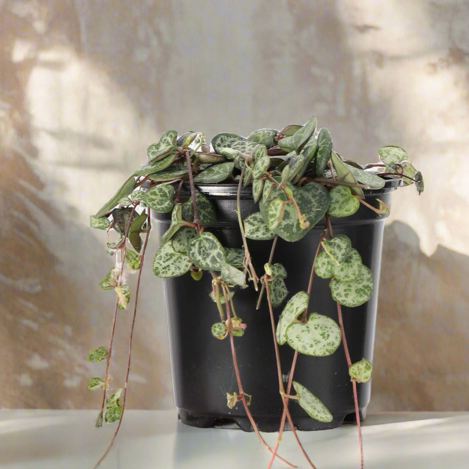 String of Hearts is a trailing succulent with heart-shaped leaves in blue-green, silver, and purple. Fast-growing, pet-safe, and perfect for bright spaces.