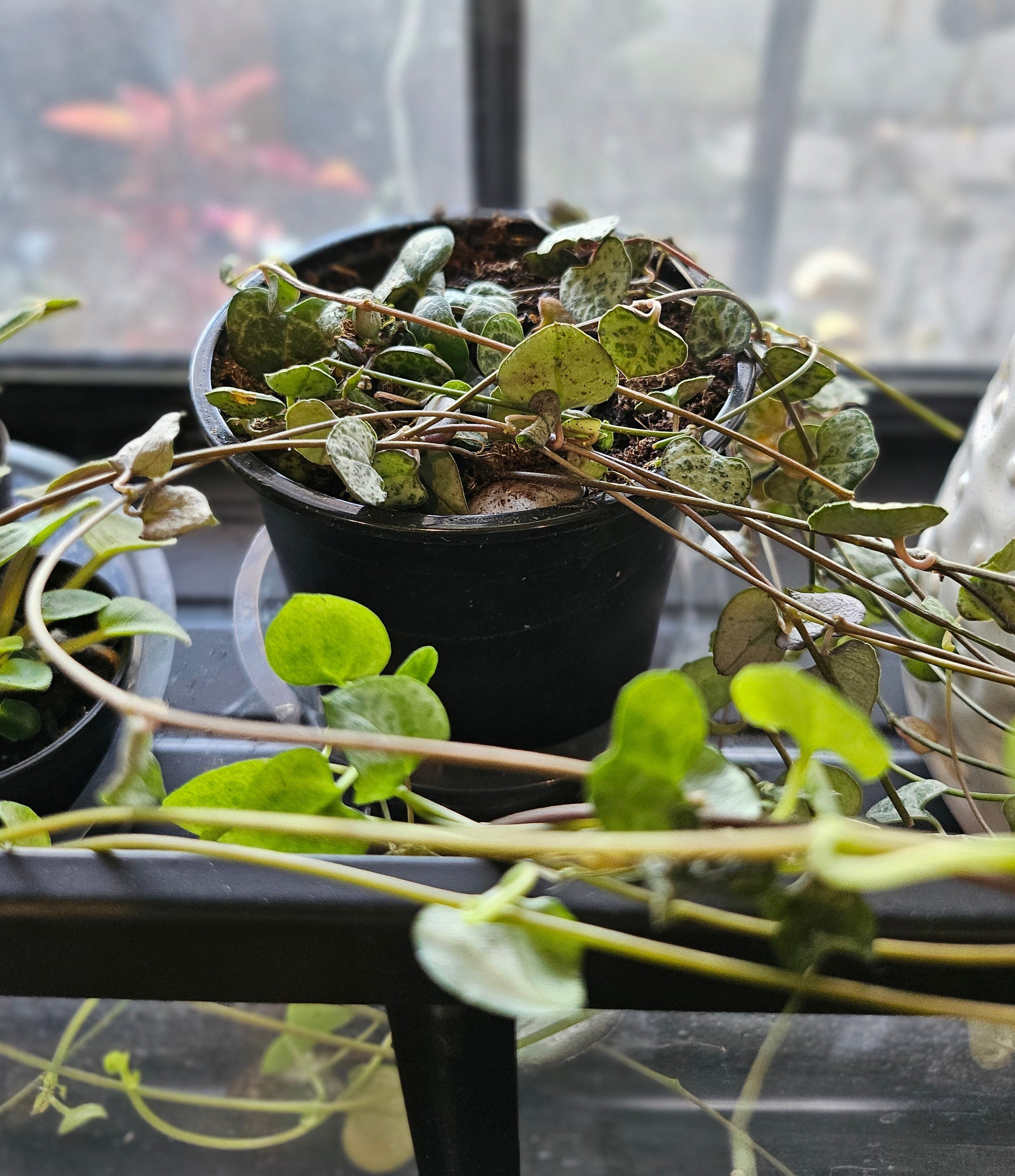 String of Hearts is a trailing succulent with heart-shaped leaves in blue-green, silver, and purple. Fast-growing, pet-safe, and perfect for bright spaces.