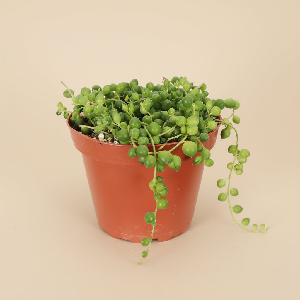 The String of Pearls (Senecio rowleyanus) is a cascading succulent with bead-like leaves, ideal for hanging planters and shelves. 