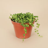 The String of Pearls (Senecio rowleyanus) is a cascading succulent with bead-like leaves, ideal for hanging planters and shelves. 