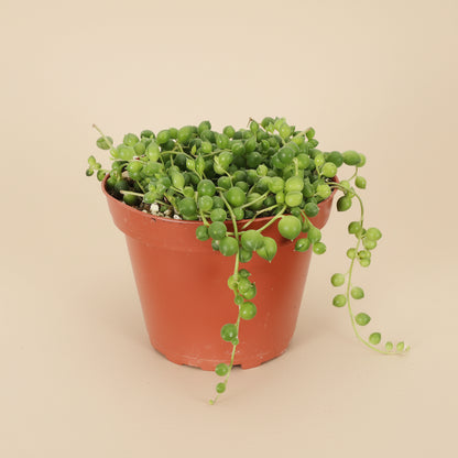 The String of Pearls (Senecio rowleyanus) is a cascading succulent with bead-like leaves, ideal for hanging planters and shelves. 