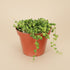 The String of Pearls (Senecio rowleyanus) is a cascading succulent with bead-like leaves, ideal for hanging planters and shelves. 