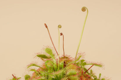Drosera spatulata, a beginner-friendly carnivorous sundew with sparkling sticky leaves that naturally catch insects.