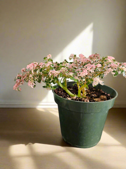 Sweet Ann’s Variegated Pilea is a rare, pet-safe plant with pink, white, and green foliage—like a miniature fairy tree, perfect for whimsical indoor spaces.