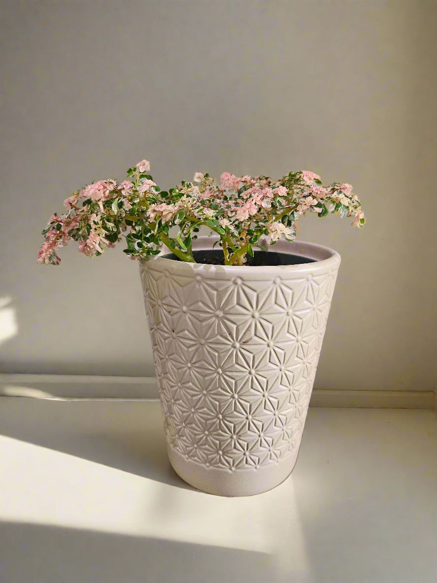 Sweet Ann’s Variegated Pilea is a rare, pet-safe plant with pink, white, and green foliage—like a miniature fairy tree, perfect for whimsical indoor spaces.