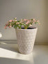 Sweet Ann’s Variegated Pilea is a rare, pet-safe plant with pink, white, and green foliage—like a miniature fairy tree, perfect for whimsical indoor spaces.