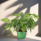 The Monstera Adansonii, or Swiss Cheese Plant, features striking, perforated leaves perfect for trailing or climbing. This low-maintenance plant thrives in bright, indirect light and high humidity. Ideal for beginners and collectors, it adds tropical charm and texture to any space with ease. Toxic to pets.