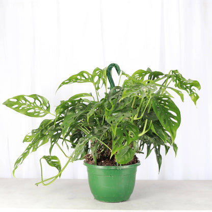 The Monstera Adansonii, or Swiss Cheese Plant, features striking, perforated leaves perfect for trailing or climbing. This low-maintenance plant thrives in bright, indirect light and high humidity. Ideal for beginners and collectors, it adds tropical charm and texture to any space with ease. Toxic to pets.