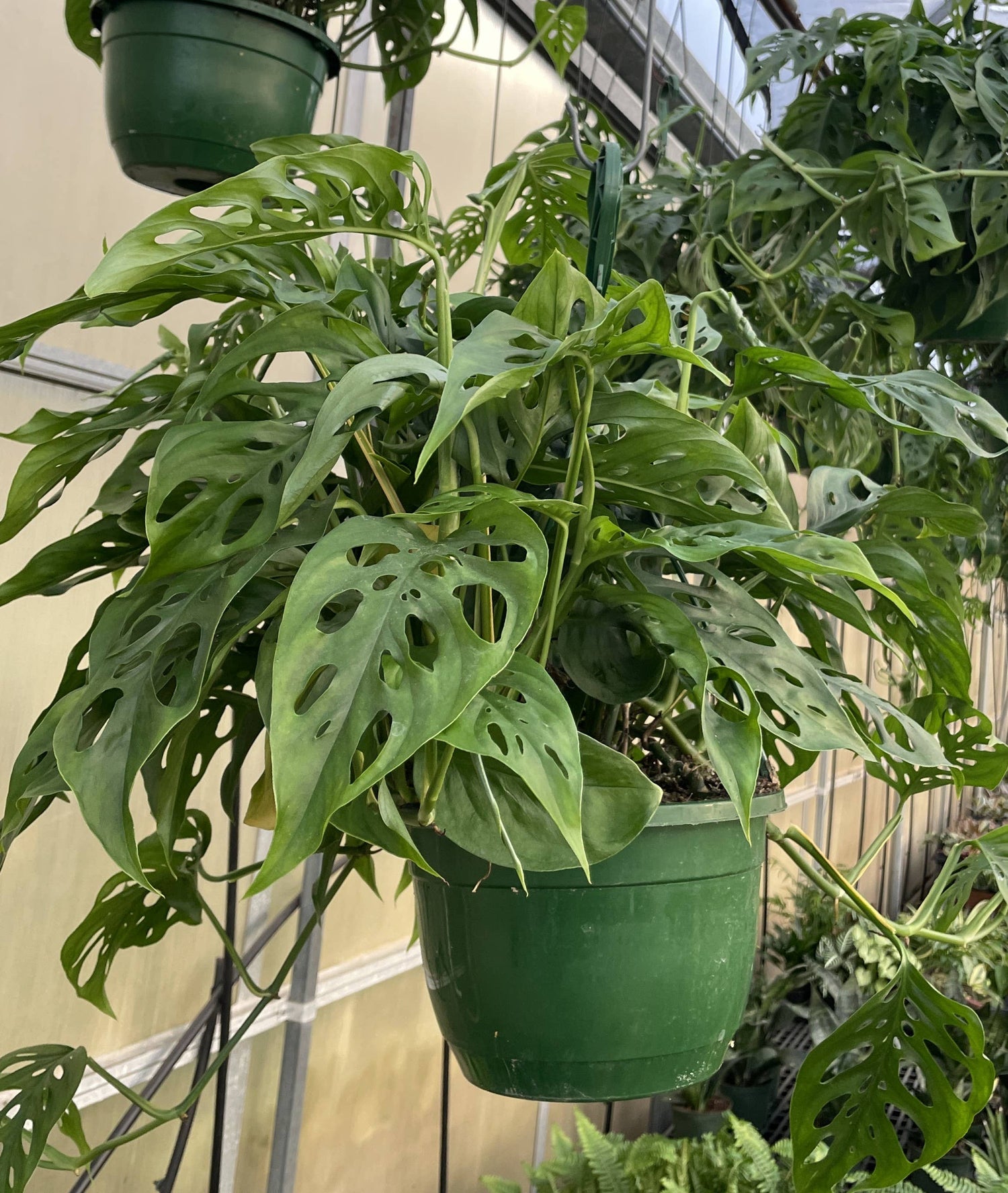 The Monstera Adansonii, or Swiss Cheese Plant, features striking, perforated leaves perfect for trailing or climbing. This low-maintenance plant thrives in bright, indirect light and high humidity. Ideal for beginners and collectors, it adds tropical charm and texture to any space with ease. Toxic to pets.