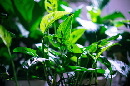 The Monstera Adansonii, or Swiss Cheese Plant, features striking, perforated leaves perfect for trailing or climbing. This low-maintenance plant thrives in bright, indirect light and high humidity. Ideal for beginners and collectors, it adds tropical charm and texture to any space with ease. Toxic to pets.
