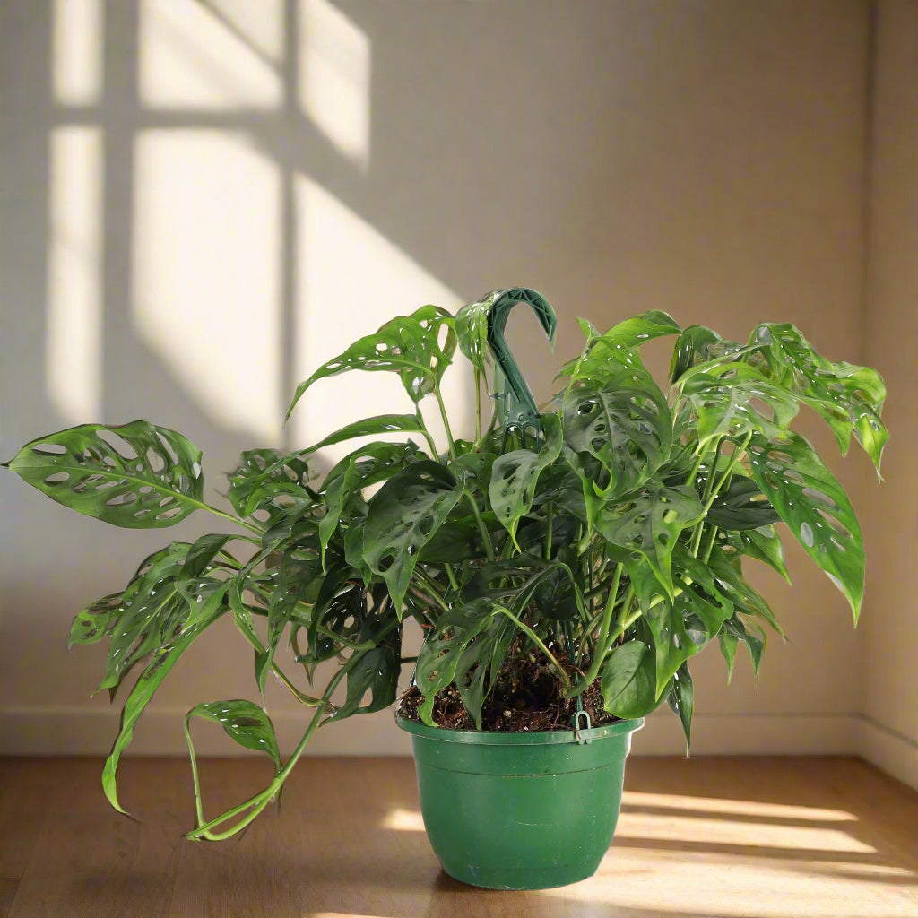 The Monstera Adansonii, or Swiss Cheese Plant, features striking, perforated leaves perfect for trailing or climbing. This low-maintenance plant thrives in bright, indirect light and high humidity. Ideal for beginners and collectors, it adds tropical charm and texture to any space with ease. Toxic to pets.
