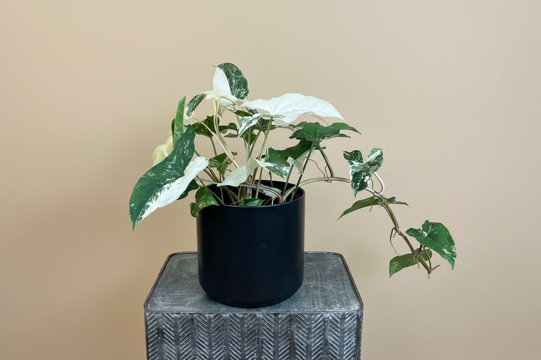 Rare Syngonium Albo-Variegatum with striking white and green variegation, a collectible climbing aroid perfect for bright, modern indoor spaces.