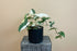 Rare Syngonium Albo-Variegatum with striking white and green variegation, a collectible climbing aroid perfect for bright, modern indoor spaces.