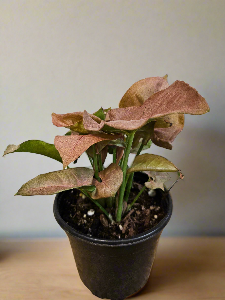 The Syngonium ‘Neon Robusta’ is a blush-pink arrowhead plant that adds a soft, romantic touch to any space. With delicate, heart-shaped leaves, it thrives in bright, indirect light and adapts to various conditions. Let it trail or climb for a stylish display. Low-maintenance &amp; vibrant, it&