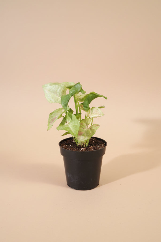 The Syngonium podophyllum ‘Milk Confetti’ is the perfect blend of softness, playfulness, and easy-care beauty—an effortlessly charming addition to any indoor jungle.