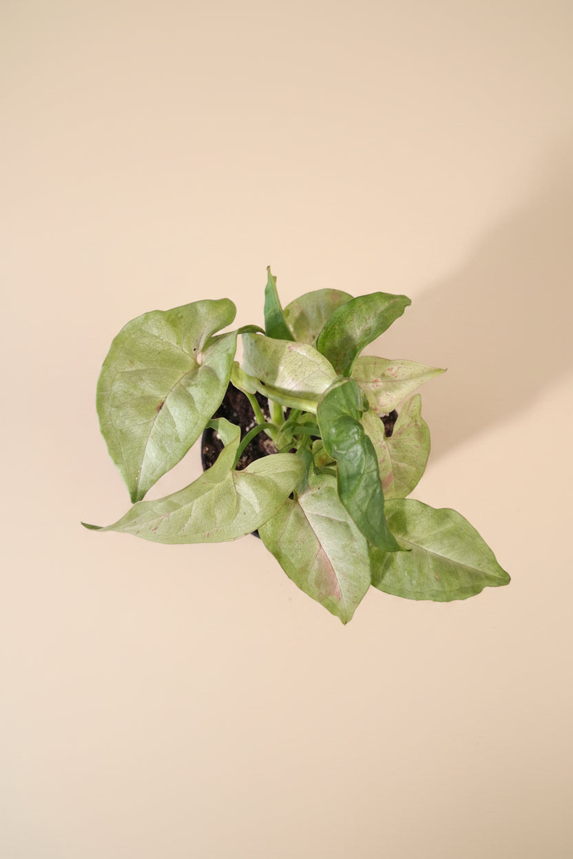 The Syngonium podophyllum ‘Milk Confetti’ is the perfect blend of softness, playfulness, and easy-care beauty—an effortlessly charming addition to any indoor jungle.