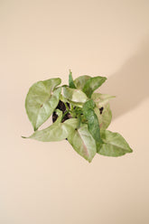 The Syngonium podophyllum ‘Milk Confetti’ is the perfect blend of softness, playfulness, and easy-care beauty—an effortlessly charming addition to any indoor jungle.