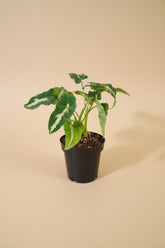 Syngonium wendlandii is a velvety, deep-green arrowhead plant known for its rich texture and striking silver midrib.