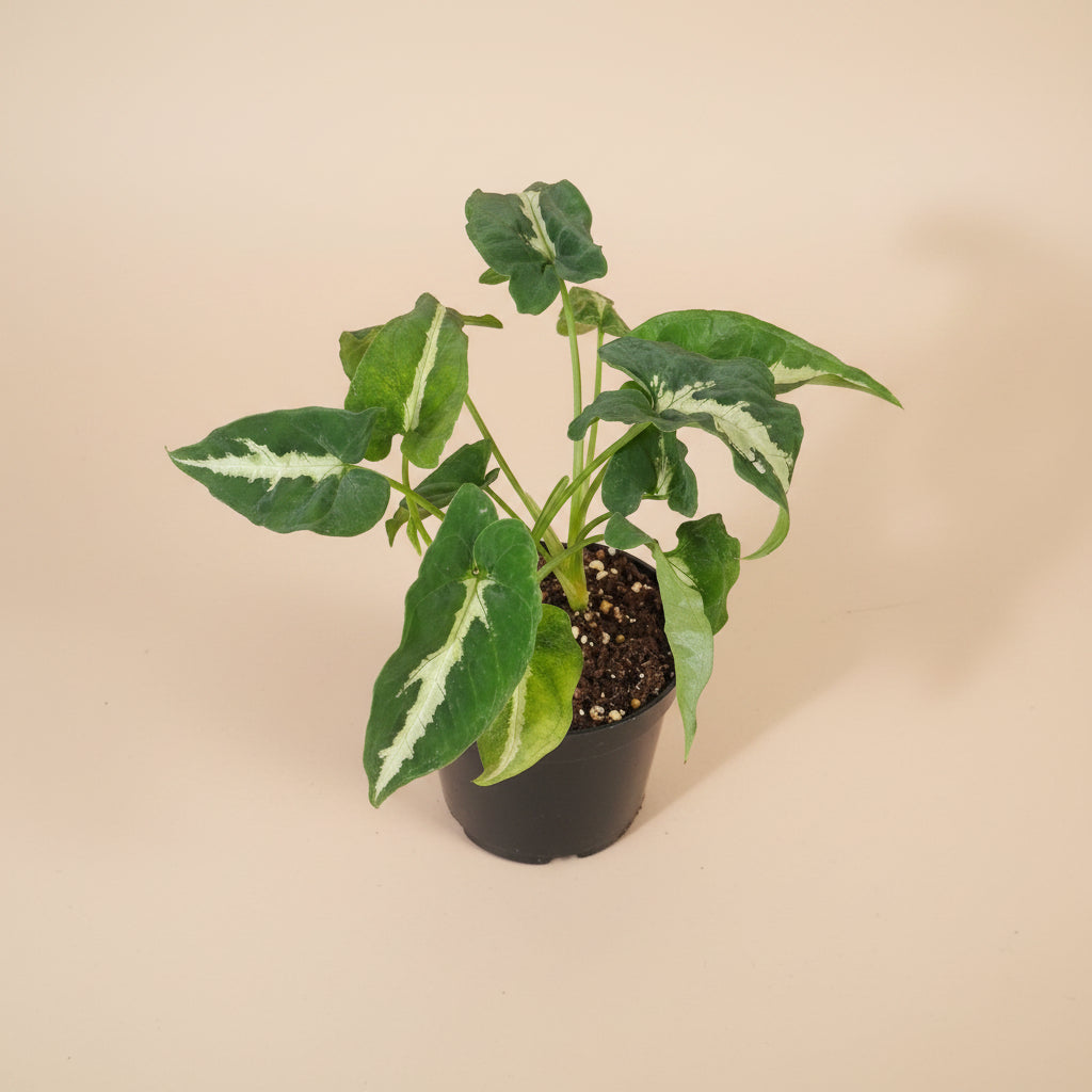 Syngonium wendlandii is a velvety, deep-green arrowhead plant known for its rich texture and striking silver midrib.