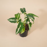 Syngonium wendlandii is a velvety, deep-green arrowhead plant known for its rich texture and striking silver midrib.