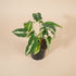 Syngonium wendlandii is a velvety, deep-green arrowhead plant known for its rich texture and striking silver midrib.