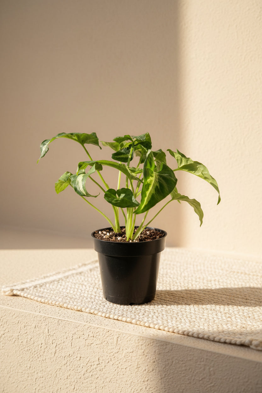 Syngonium wendlandii is a velvety, deep-green arrowhead plant known for its rich texture and striking silver midrib.