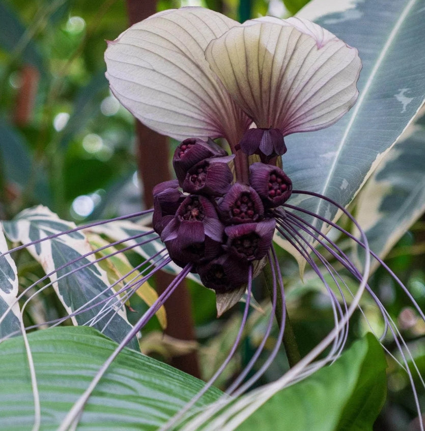 The Tacca integrifolia &