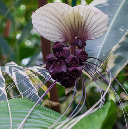 The Tacca integrifolia &