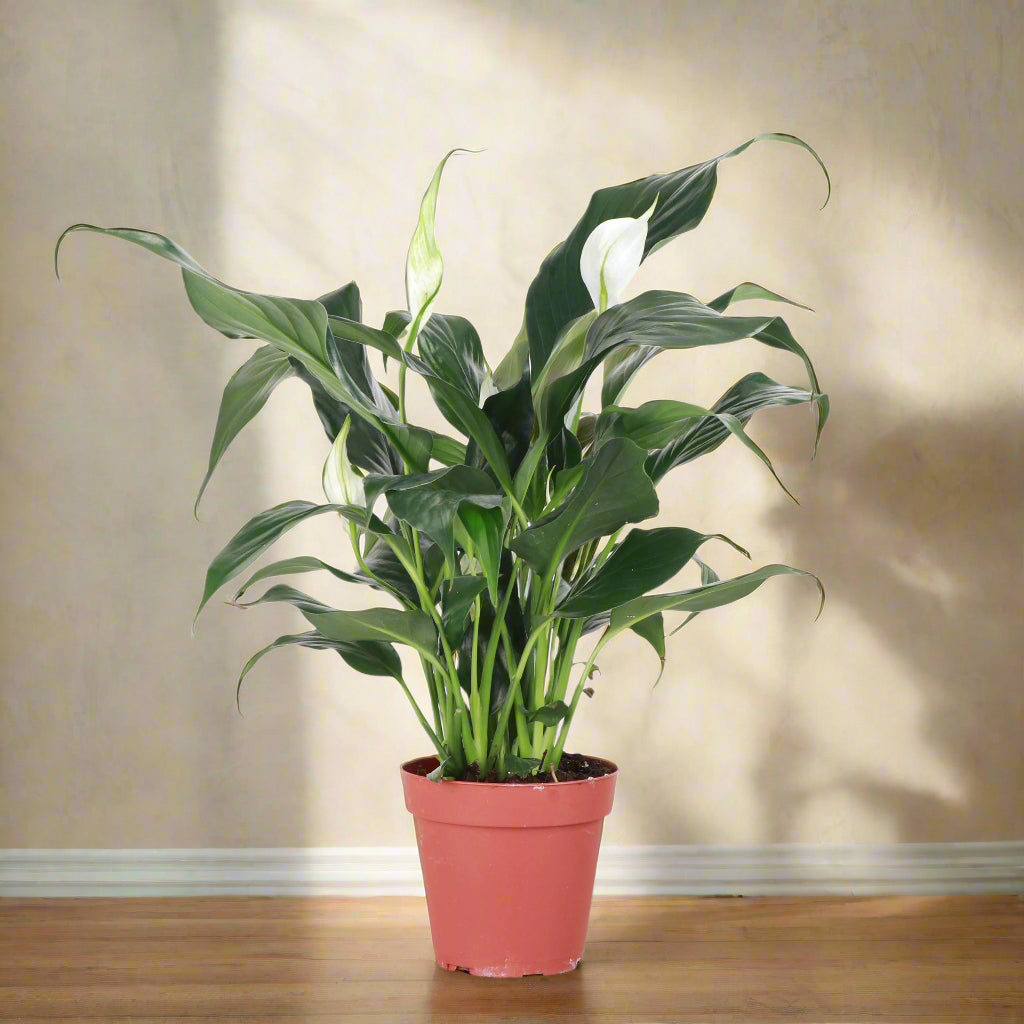 The Peace Lily (Spathiphyllum) features lush green foliage and striking white blooms, perfect for low-light areas like bedrooms. This low-maintenance, air-purifying plant thrives in indirect light and is ideal for beginners. Its serene beauty and natural air-cleaning abilities make it a must-have for any home.