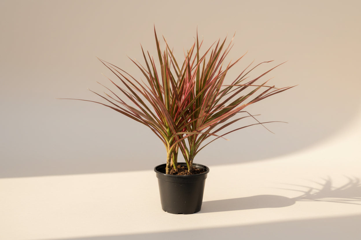 Three Plant Dracaena Marginata features elegant red-edged foliage and a full multi-cane display. An easy-care tropical houseplant for any room.