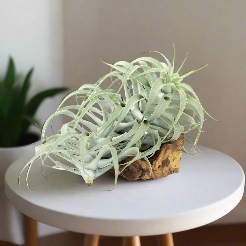 The Tillandsia Cacticola is a stunning rare South American air plant with sage-green to silvery leaves coated in soft trichomes. Available in wide-leaf and caulescent varieties, it adds texture and natural charm to any space. Easy to care for, it thrives in bright light with minimal watering. 