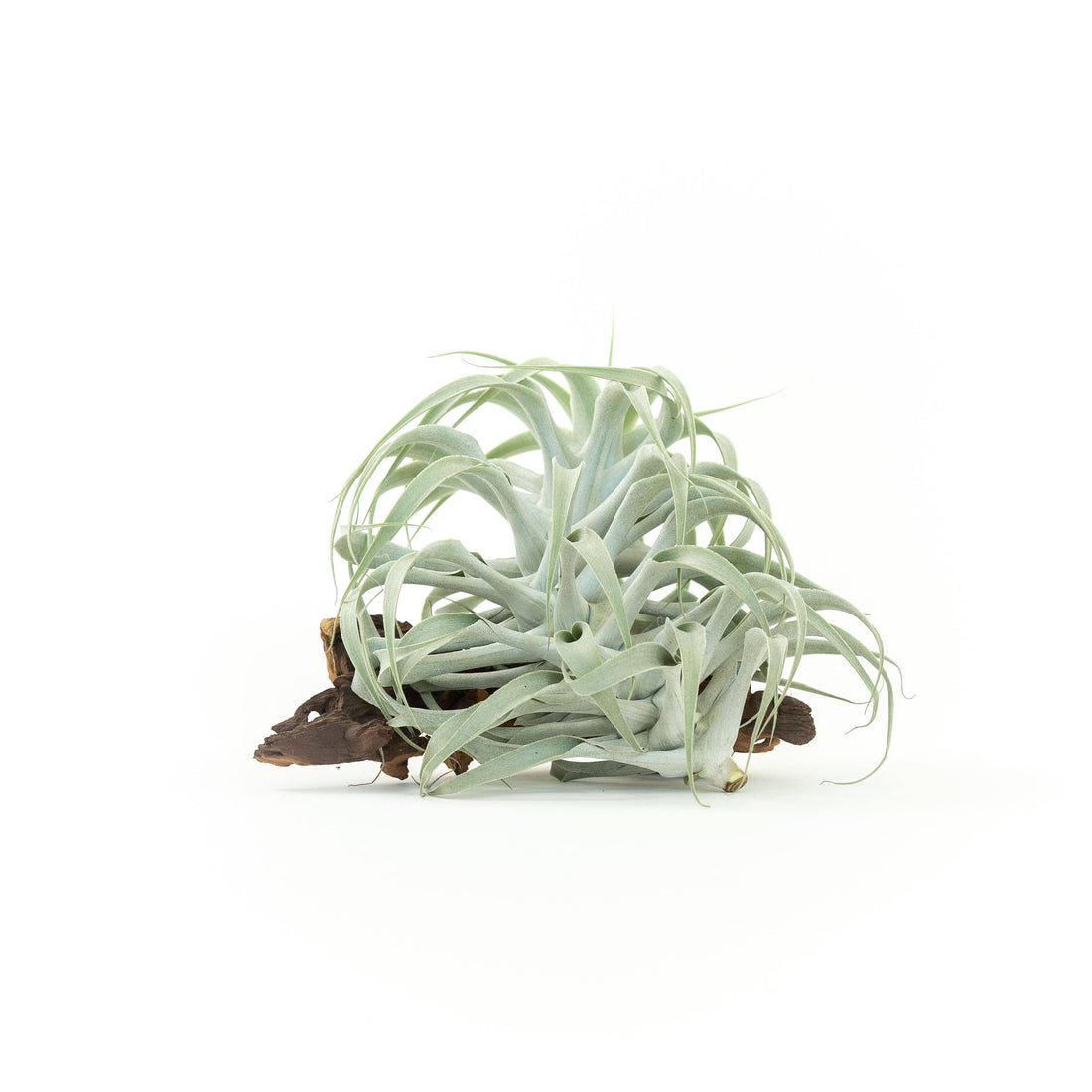 The Tillandsia Cacticola is a stunning rare South American air plant with sage-green to silvery leaves coated in soft trichomes. Available in wide-leaf and caulescent varieties, it adds texture and natural charm to any space. Easy to care for, it thrives in bright light with minimal watering. 