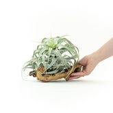 The Tillandsia Cacticola is a stunning rare South American air plant with sage-green to silvery leaves coated in soft trichomes. Available in wide-leaf and caulescent varieties, it adds texture and natural charm to any space. Easy to care for, it thrives in bright light with minimal watering. 