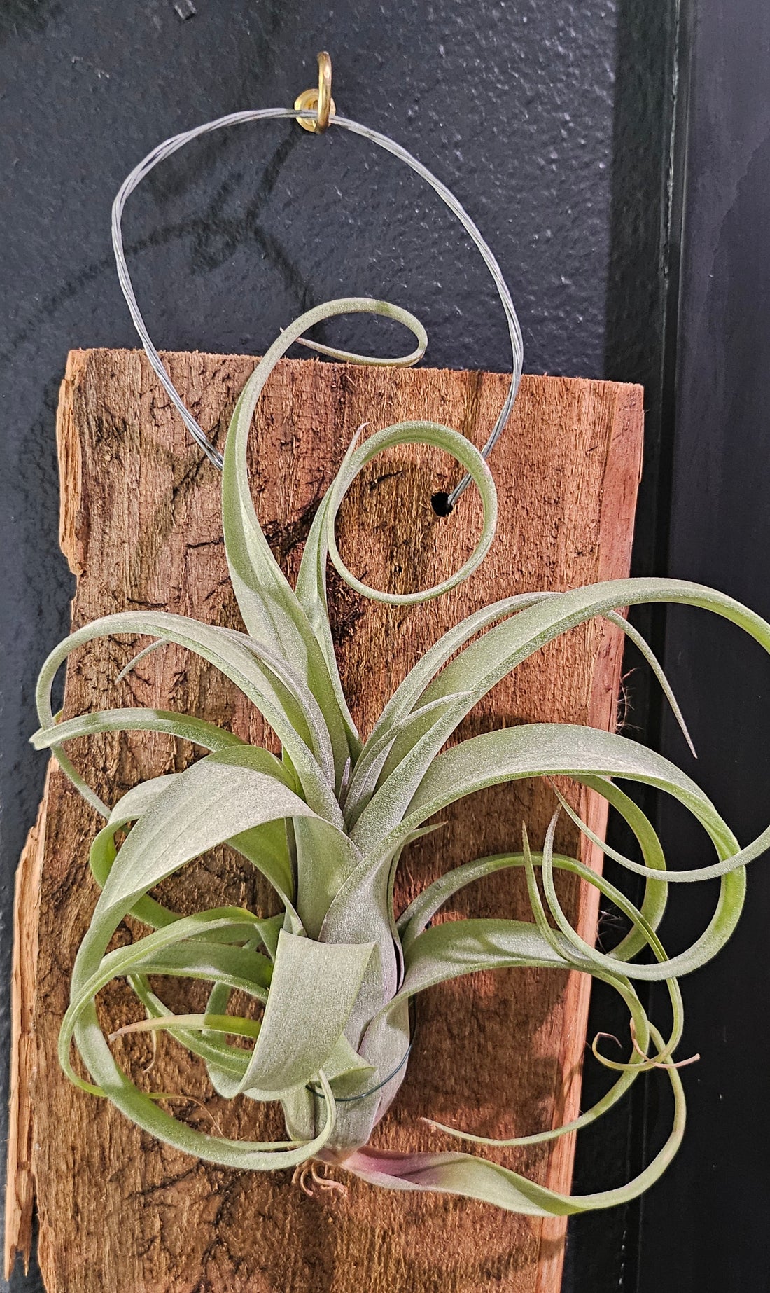 The Tillandsia Curly Slim Hybrid Air Plant is a striking blend of T. intermedia and T. streptophylla, mounted on a handcrafted cedar plank. Its twisting leaves and vibrant blooms offer rustic charm. Low-maintenance and perfect for bright spaces, it adds unique texture and elegance to any décor. 