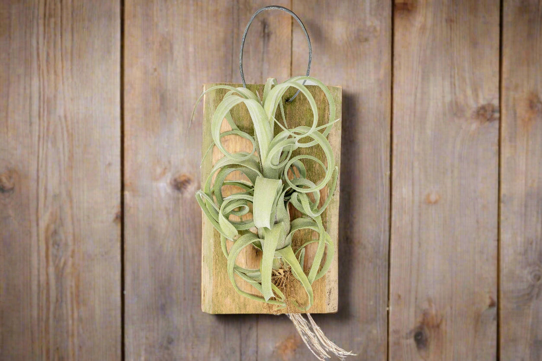 The Tillandsia Curly Slim Hybrid Air Plant is a striking blend of T. intermedia and T. streptophylla, mounted on a handcrafted cedar plank. Its twisting leaves and vibrant blooms offer rustic charm. Low-maintenance and perfect for bright spaces, it adds unique texture and elegance to any décor. 