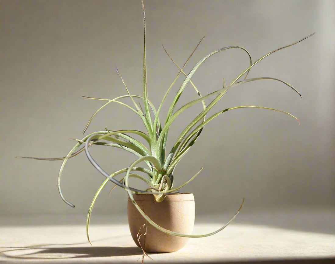 Bring soft, silvery charm to your plant collection with Tillandsia Moonlight, a large air plant hybrid with upright growth and stunning banana-cream and violet blooms.