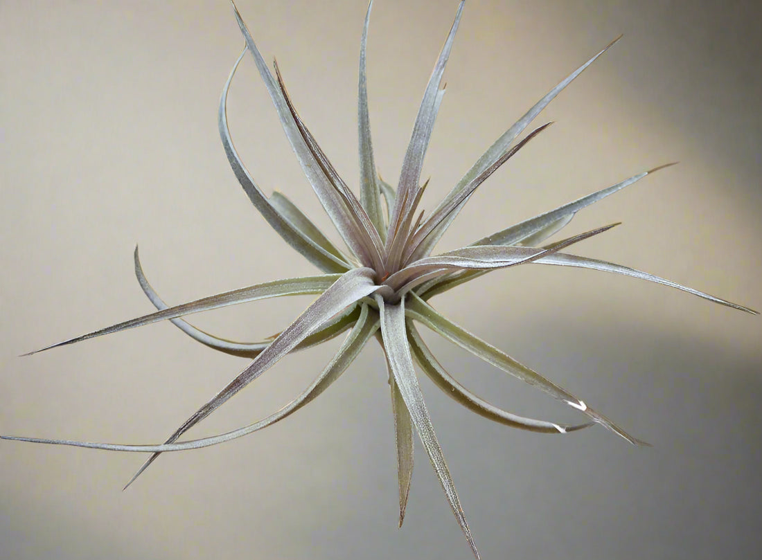 Large 5–6″ Tillandsia aeranthos ‘Purple’ with vivid year-round blush and bold blooms. Easy to grow, highly prolific, and stunning in any display.