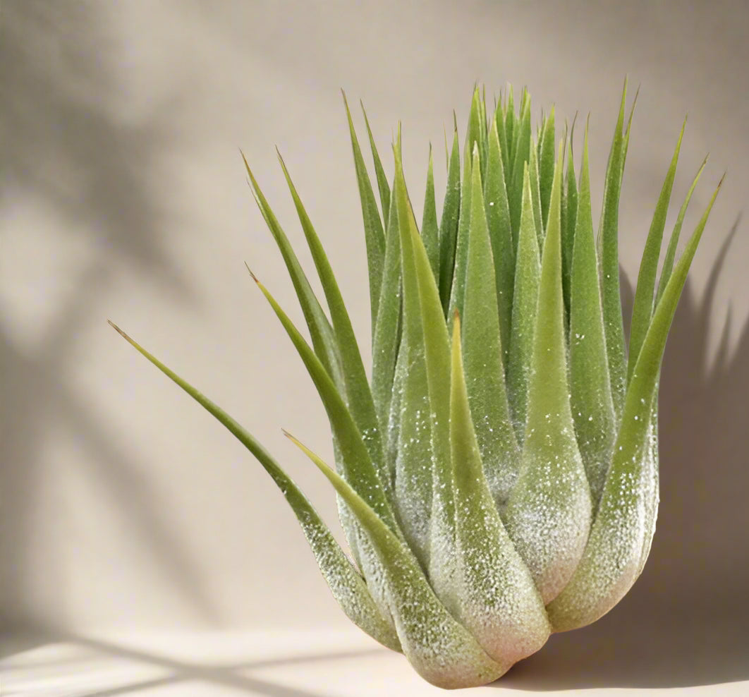 Tillandsia ionantha &